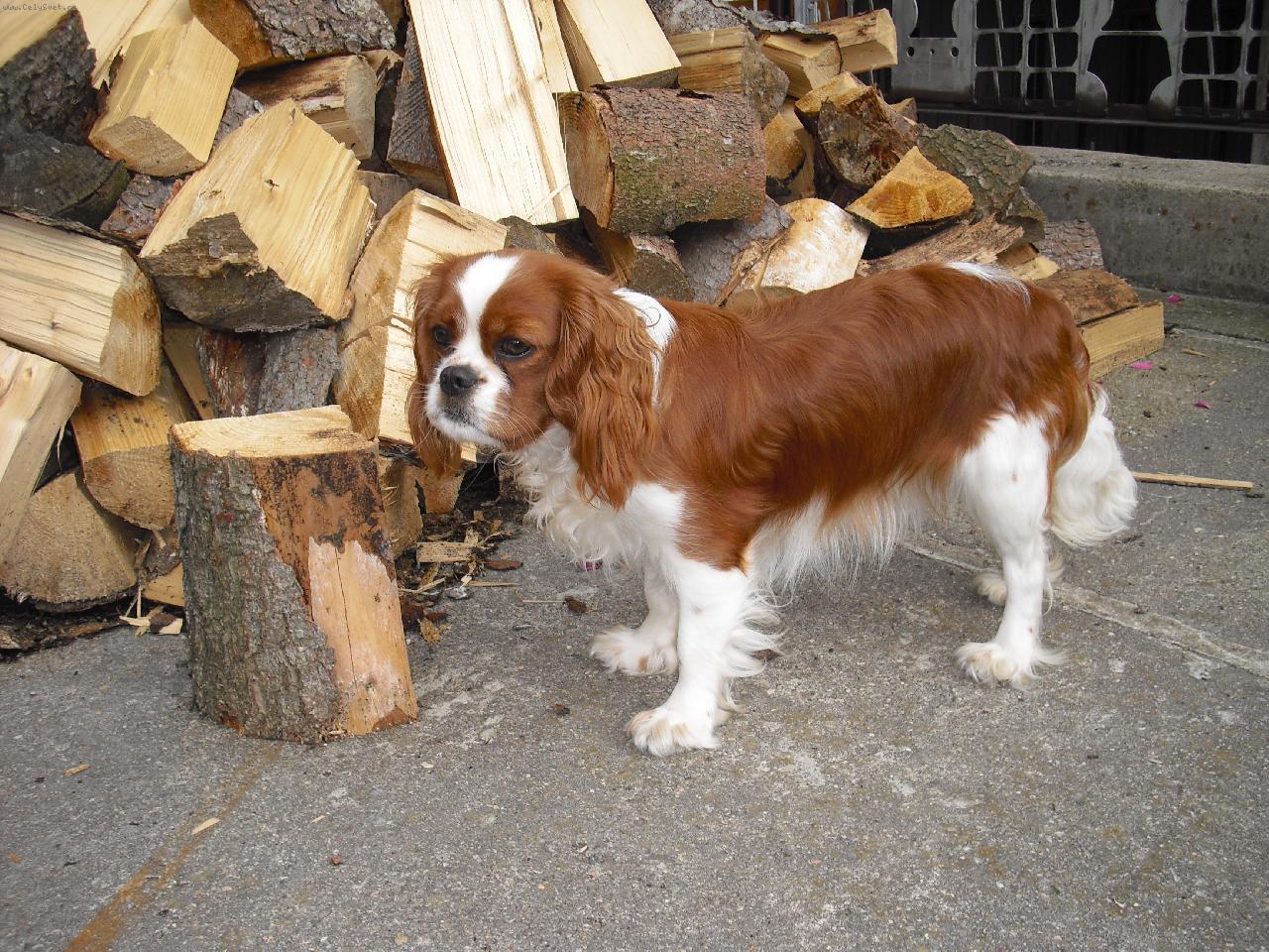 Foto: �okynka-Na�e �okynka u d�eva