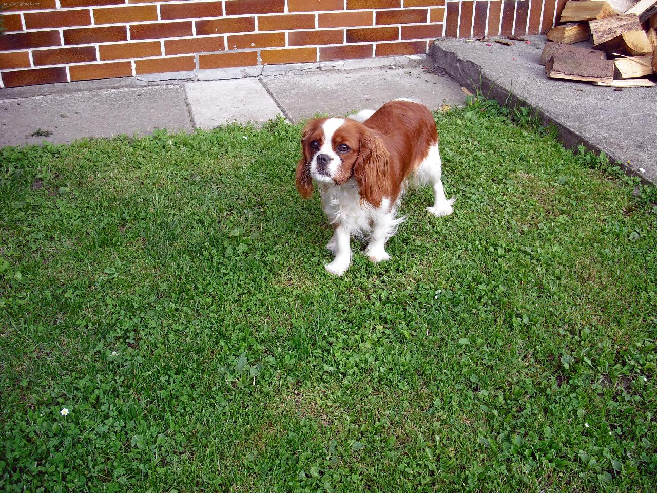 Foto: Na�e �okynka