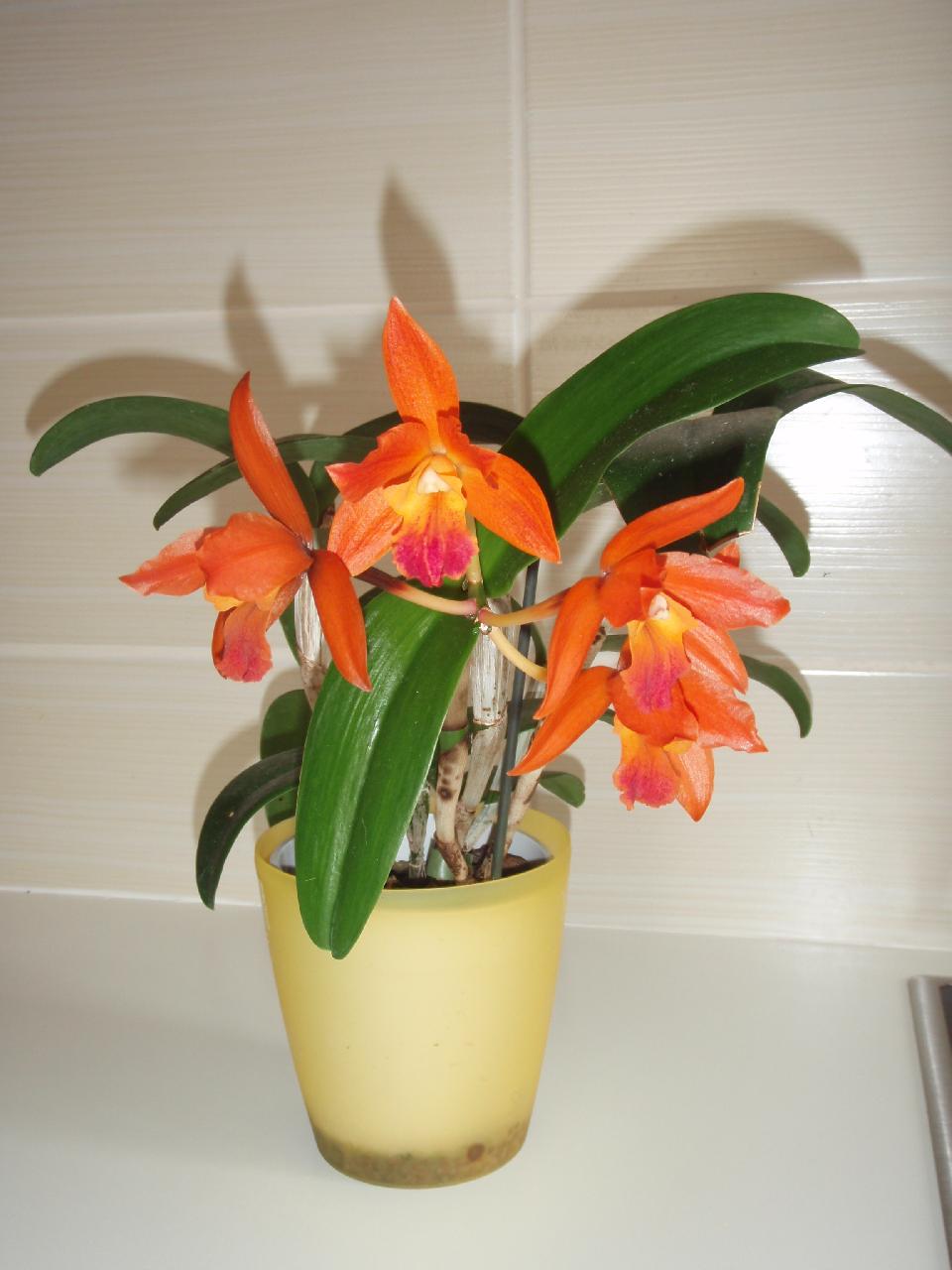 Foto: moje prvni orchideje