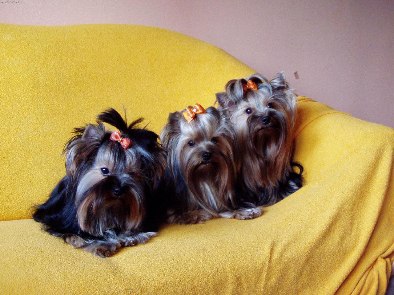 Foto: v�echny moje holky-psi