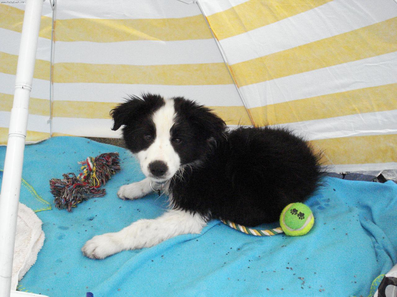 Foto: Roxette Foxy Fox