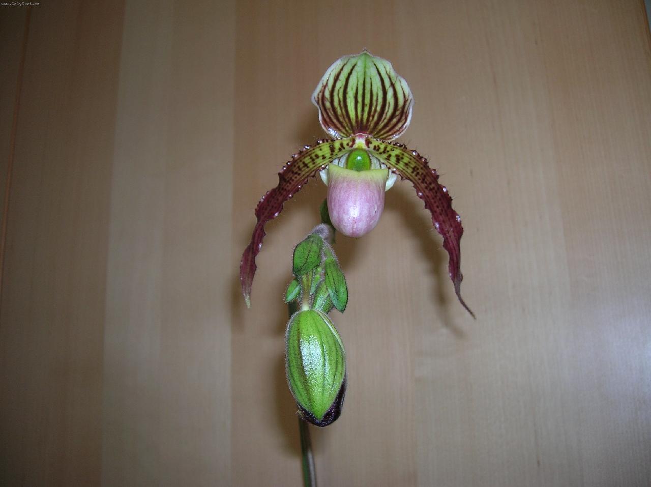 Foto: Paphiopedilum