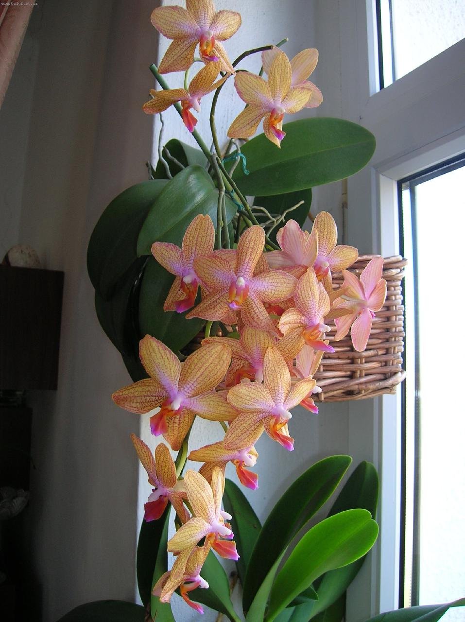 Foto: Phalaenopsis