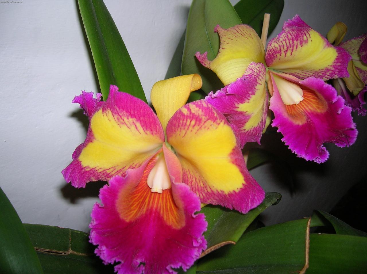 Foto: Blc. Taiwan Queen "King"s Monkey"