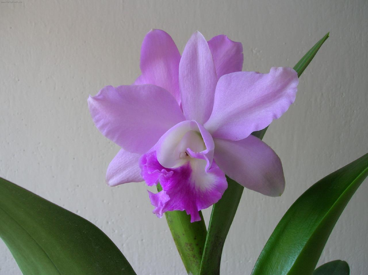 Foto: Cattleya