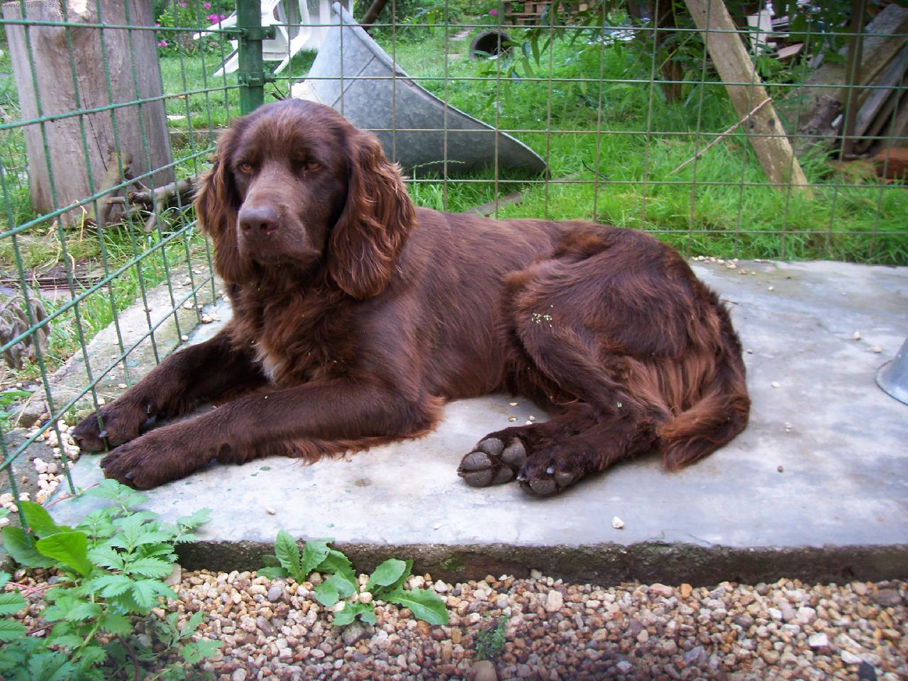 Foto: Uran LH od Hanusky-v kotci