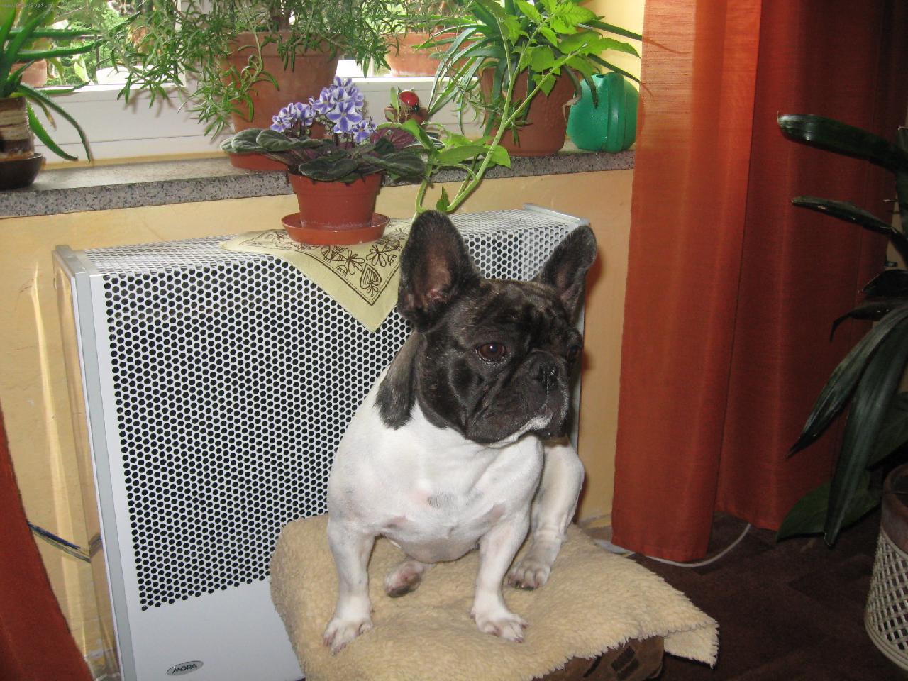 Foto: Andulka  z D��iny se r�da fot� .-Andulka a fialka