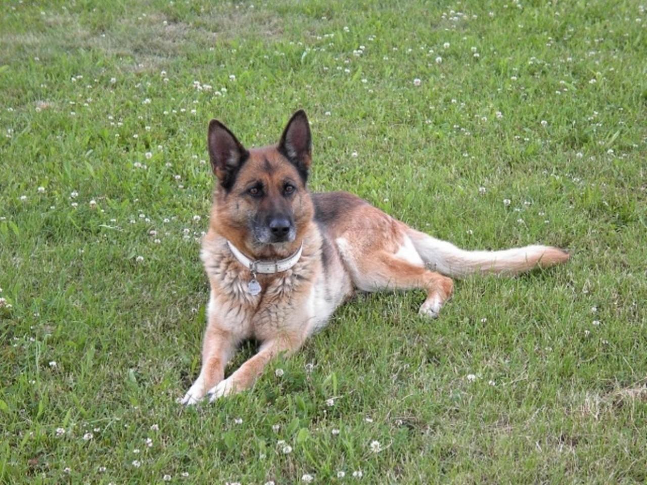 Foto: Na�e fenka Kety z Podradbuz� Cs-Ketynka odpo��v�