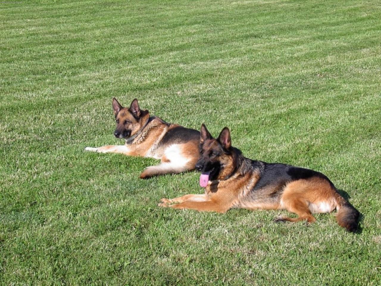 Foto: Na�e fenky Kety z Podradbuz� Cs a Aischa ze �irok�ho vrchu-Ketynka a Aischa odpo��vaj�