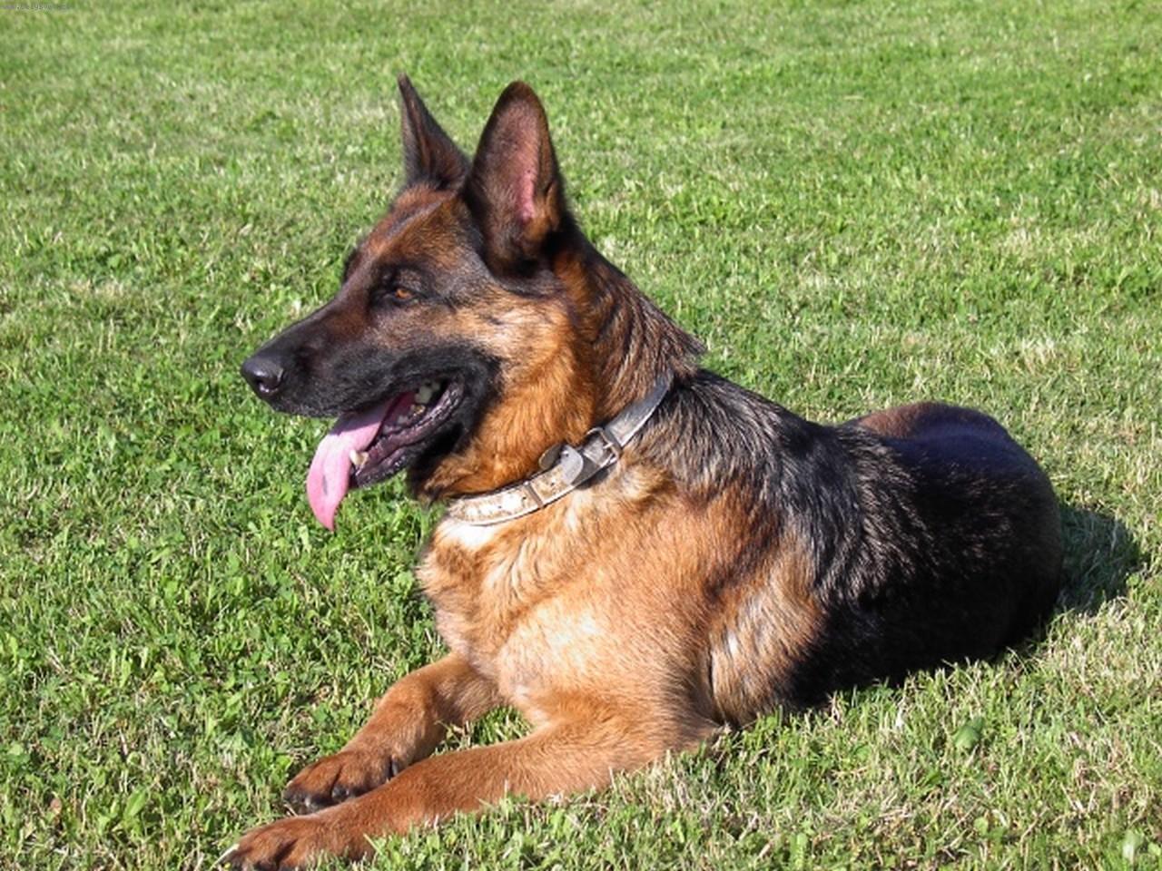 Foto: Nase fenka Aischa ze �irok�ho vrchu-Aischa odpo��v�