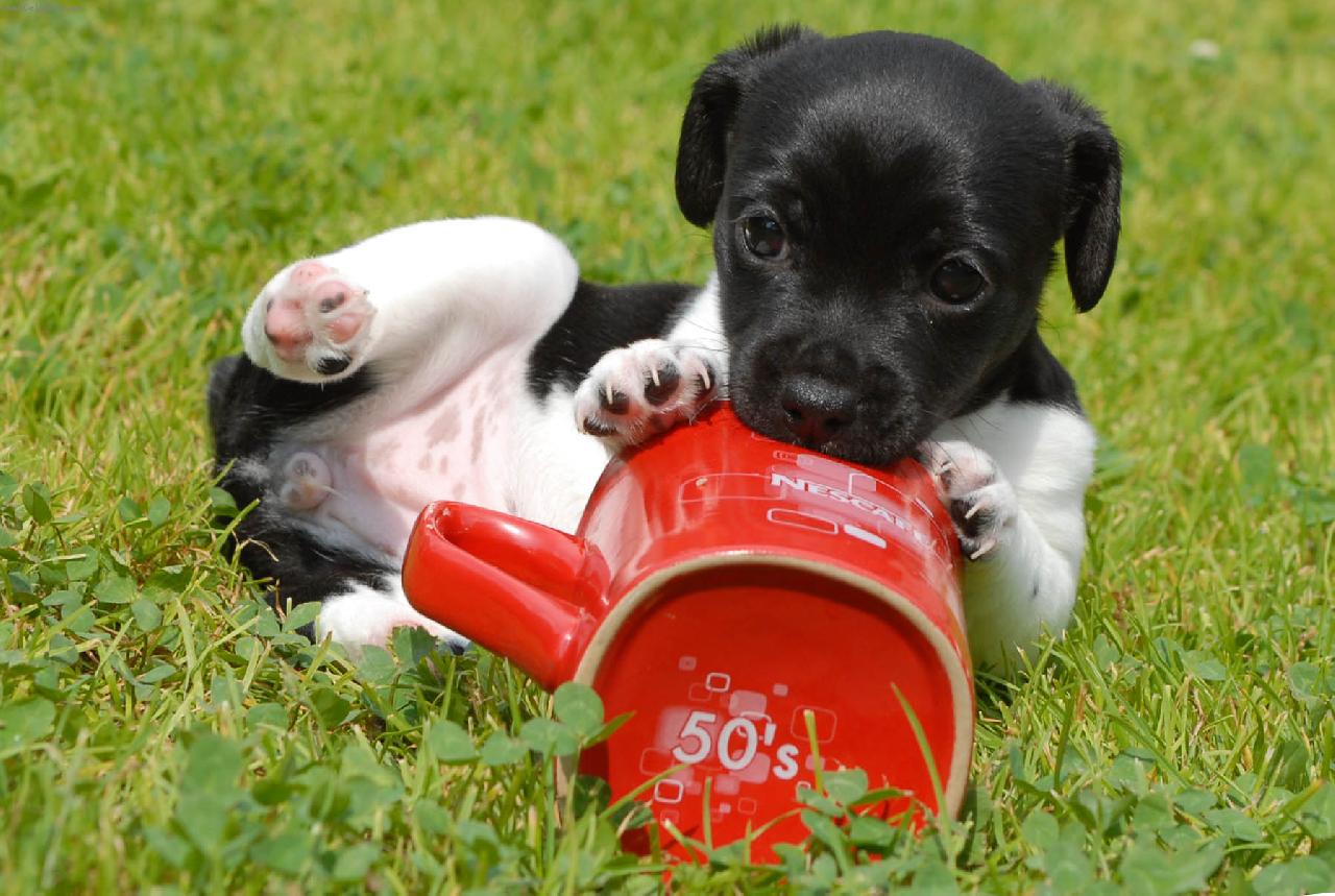 Foto: Souboj s hrn��kem