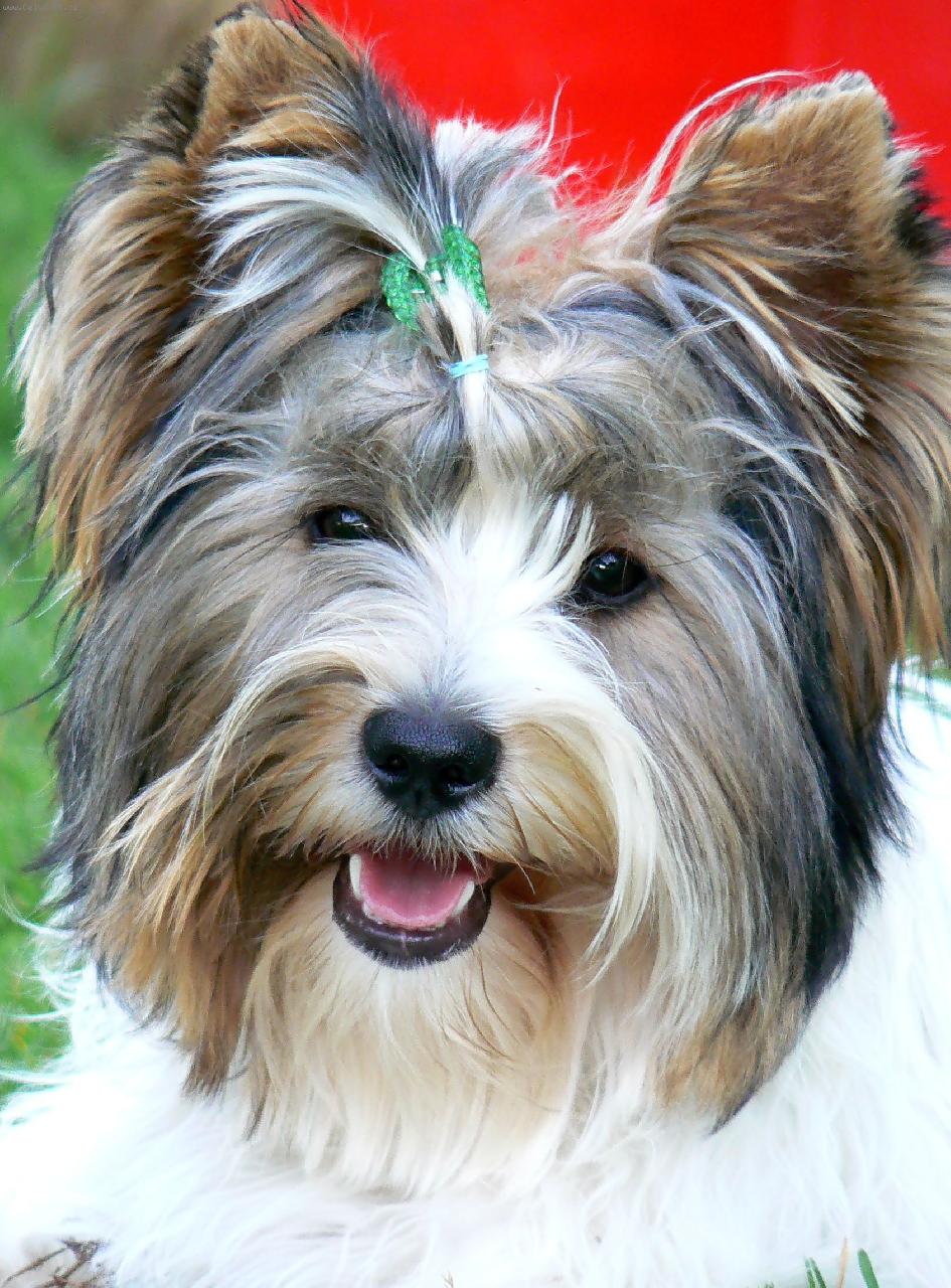 Foto: Eny-www.biewerEny.majestat.cz