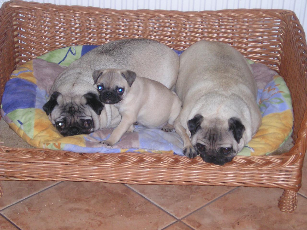 Foto: Na�e Mops� d�ti ���A, V�VA A M�FA