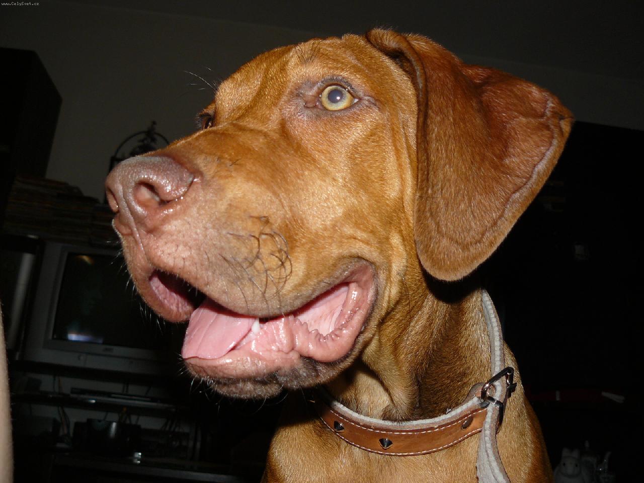 Foto: DAZZLING TAQ NERO