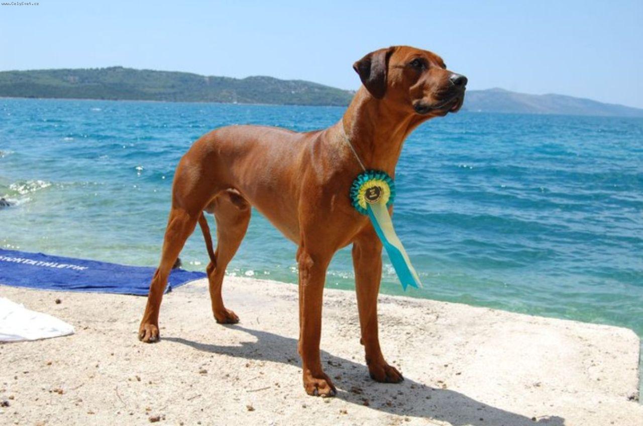 Foto: Jch. CH. Ntchwaidumela East Luis-Tat�nek