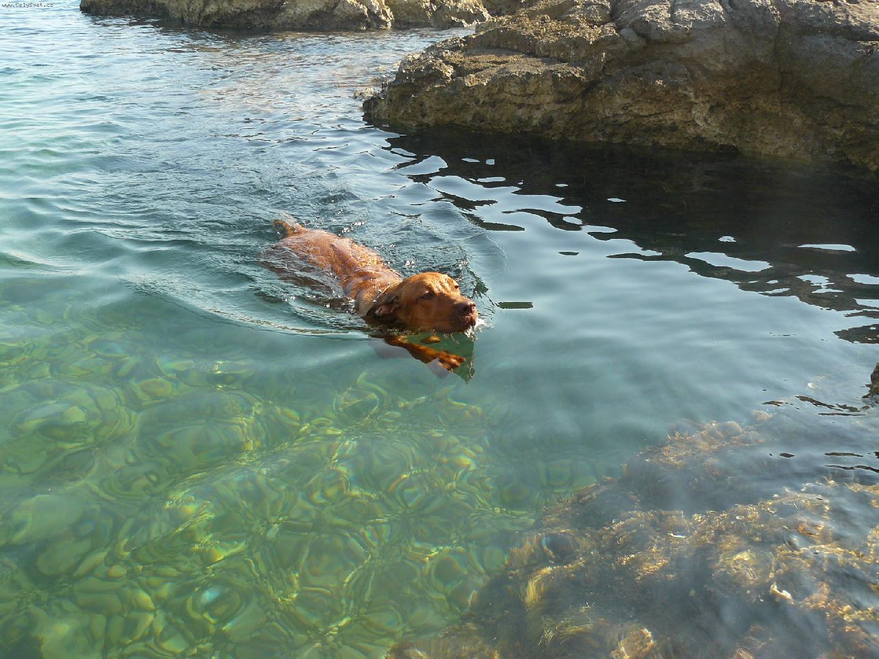 Foto: DAZZLING TAQ NERO