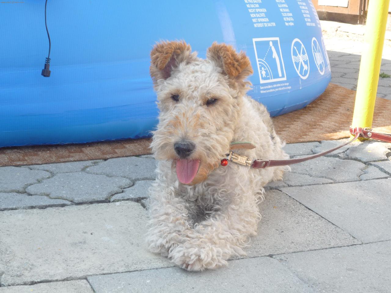 Foto: Bella-Bellinka u baz�nu