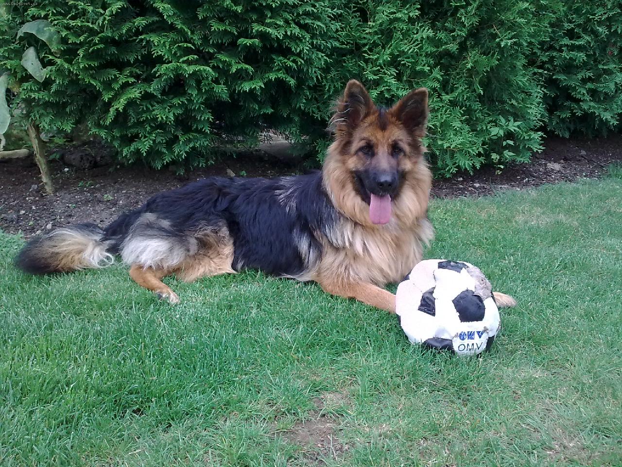 Foto: Dixinka je prost� fotbalistka �.1 :-)