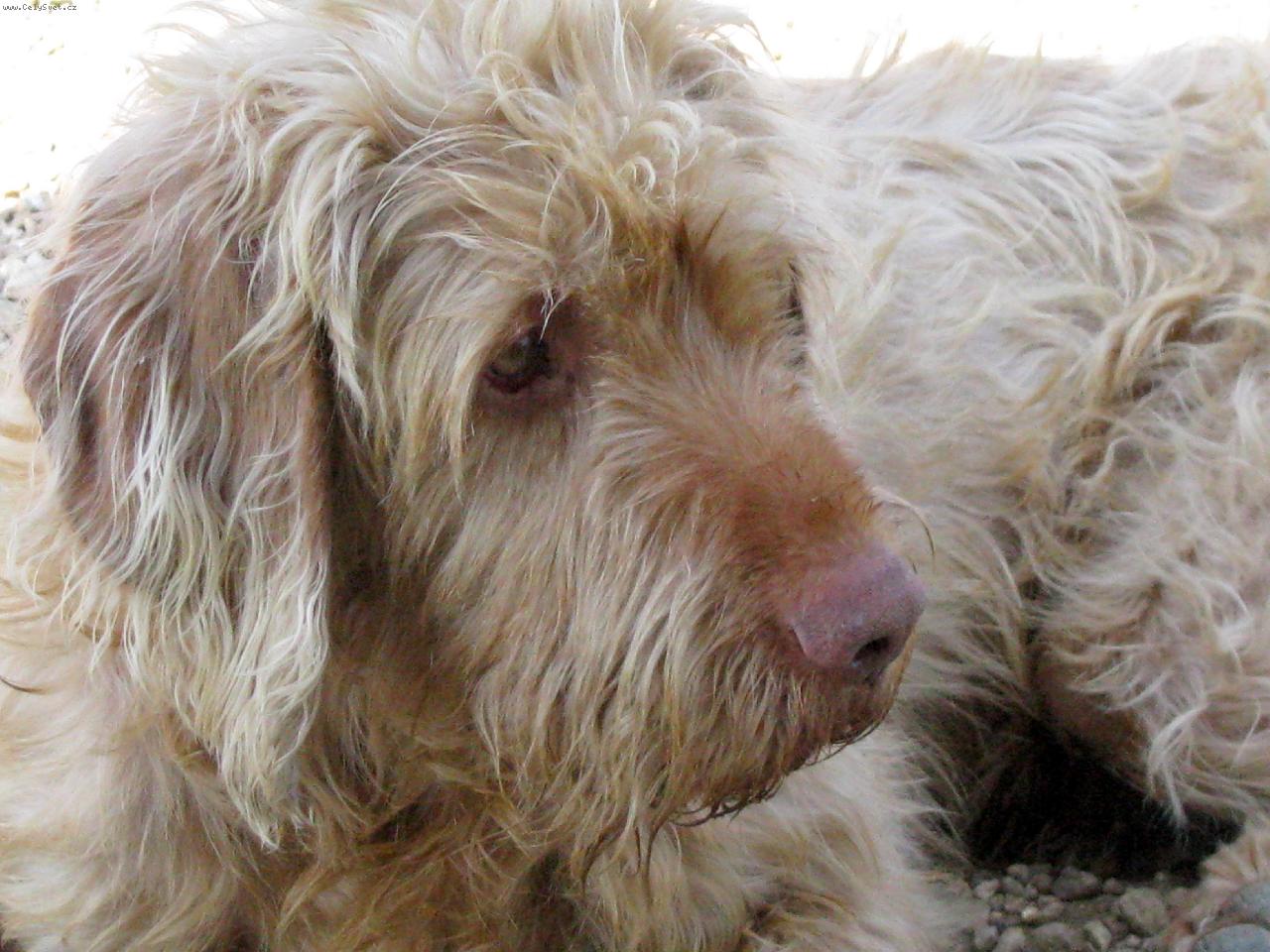 Foto: chovn� pes  Chvat od Mochovsk� V�moly