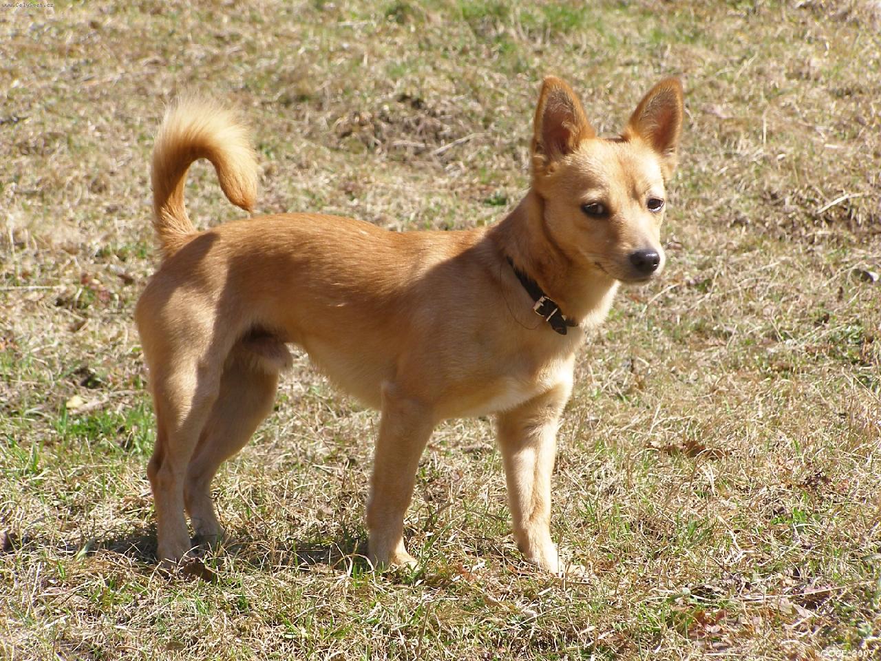 Foto: Bravio Barbaro Stalagmit - Portugalsk� podengo mal�