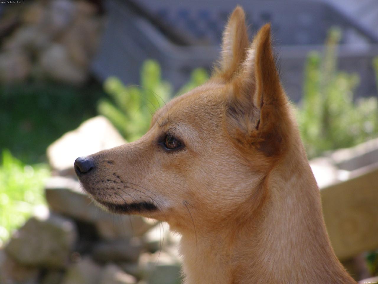 Foto: Bravio Barbaro Stalagmit - Portugalsk� podengo mal�-Profil