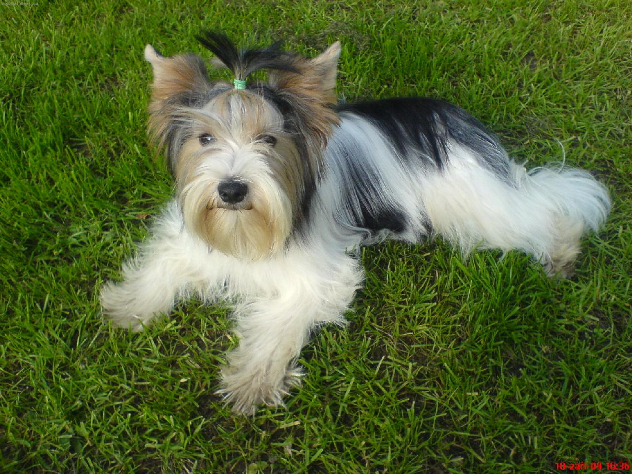 Foto: Biewer yorkshire terier-Lord Jim