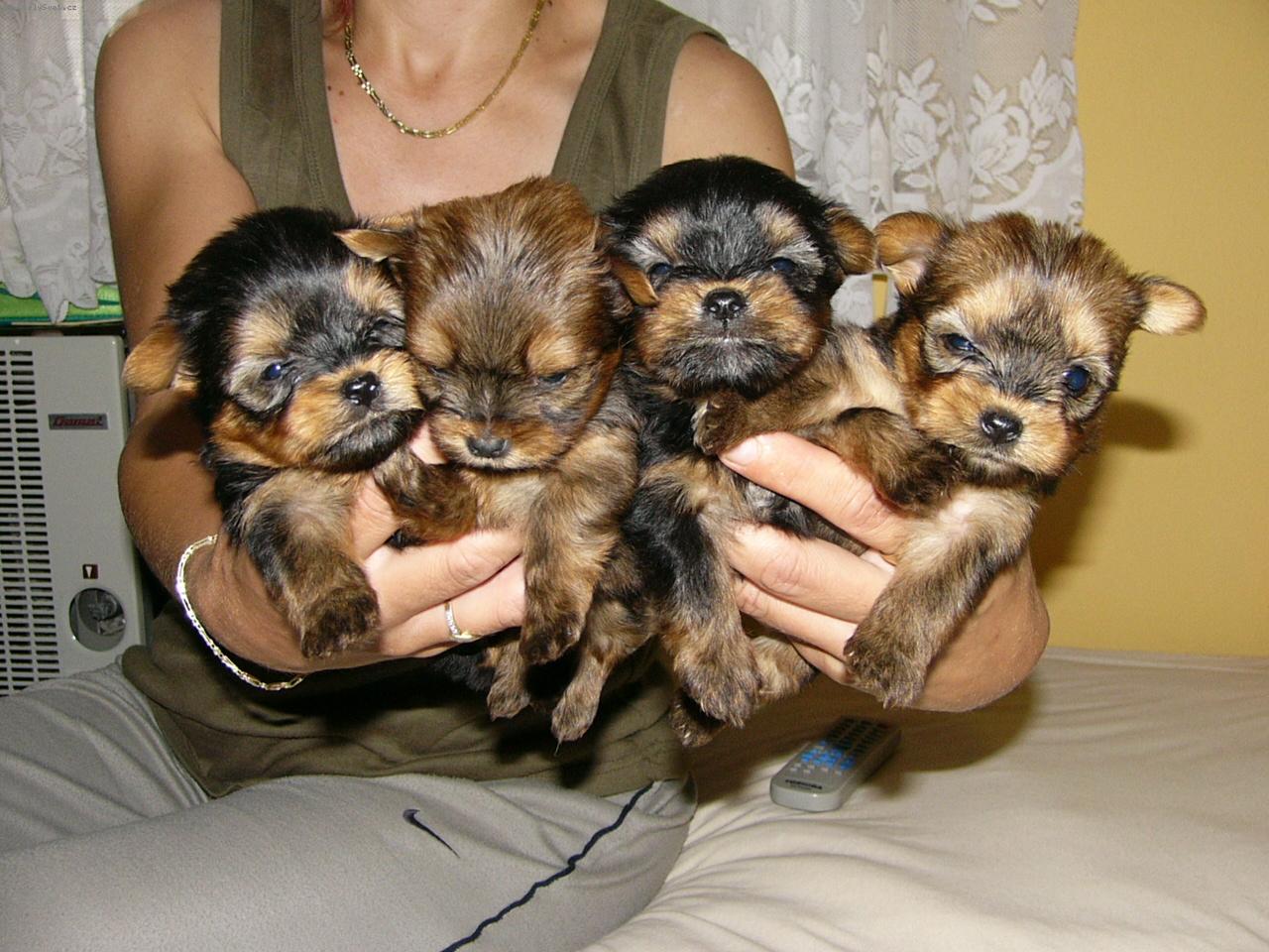 Foto: Golddust - biewer - yorki-golddust - zlat� �t�n�