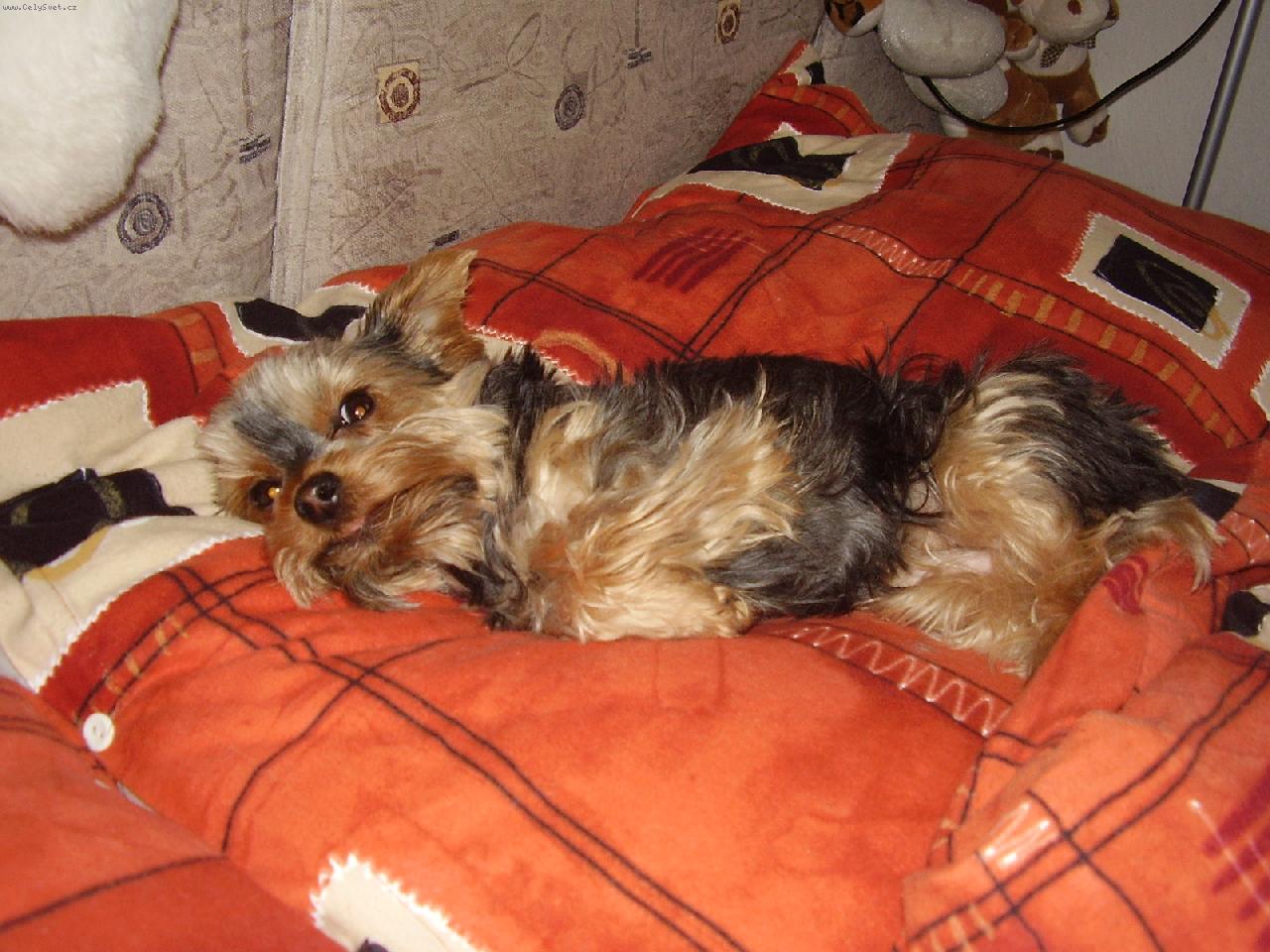 Foto: Meginka z Jihlavy-V�len� v post�lce je nejlep��!