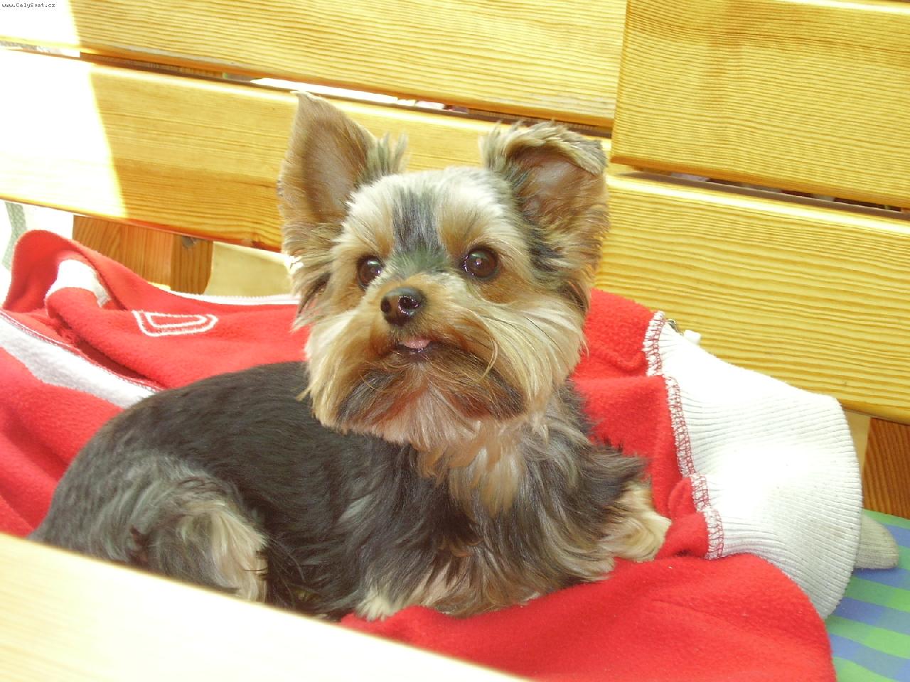 Foto: Meginka z Jihlavy-V�e pozorn� sleduji a rozum�m,co ��k�te!