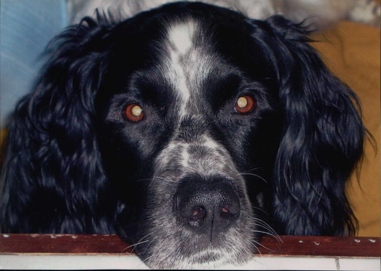 Foto: Baron-Velk� munsterland