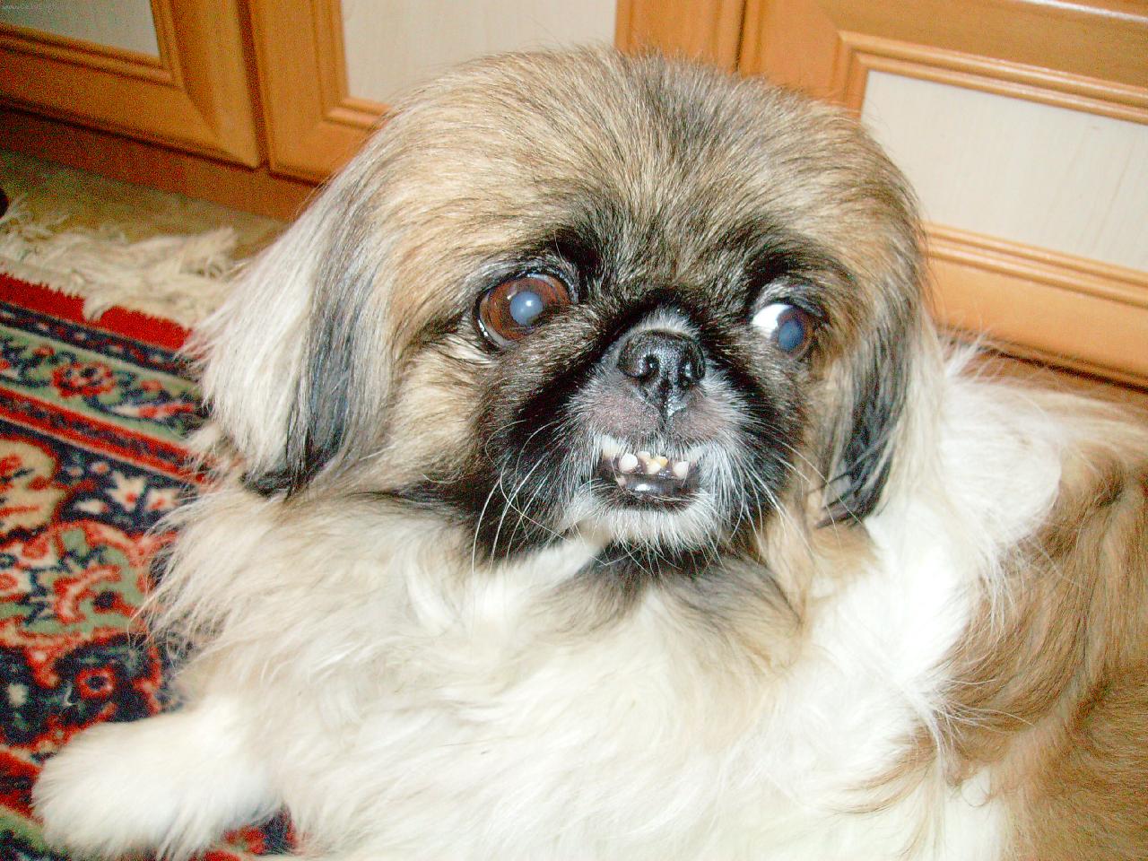 Foto: Na�e mal� Besinka-fotka doma