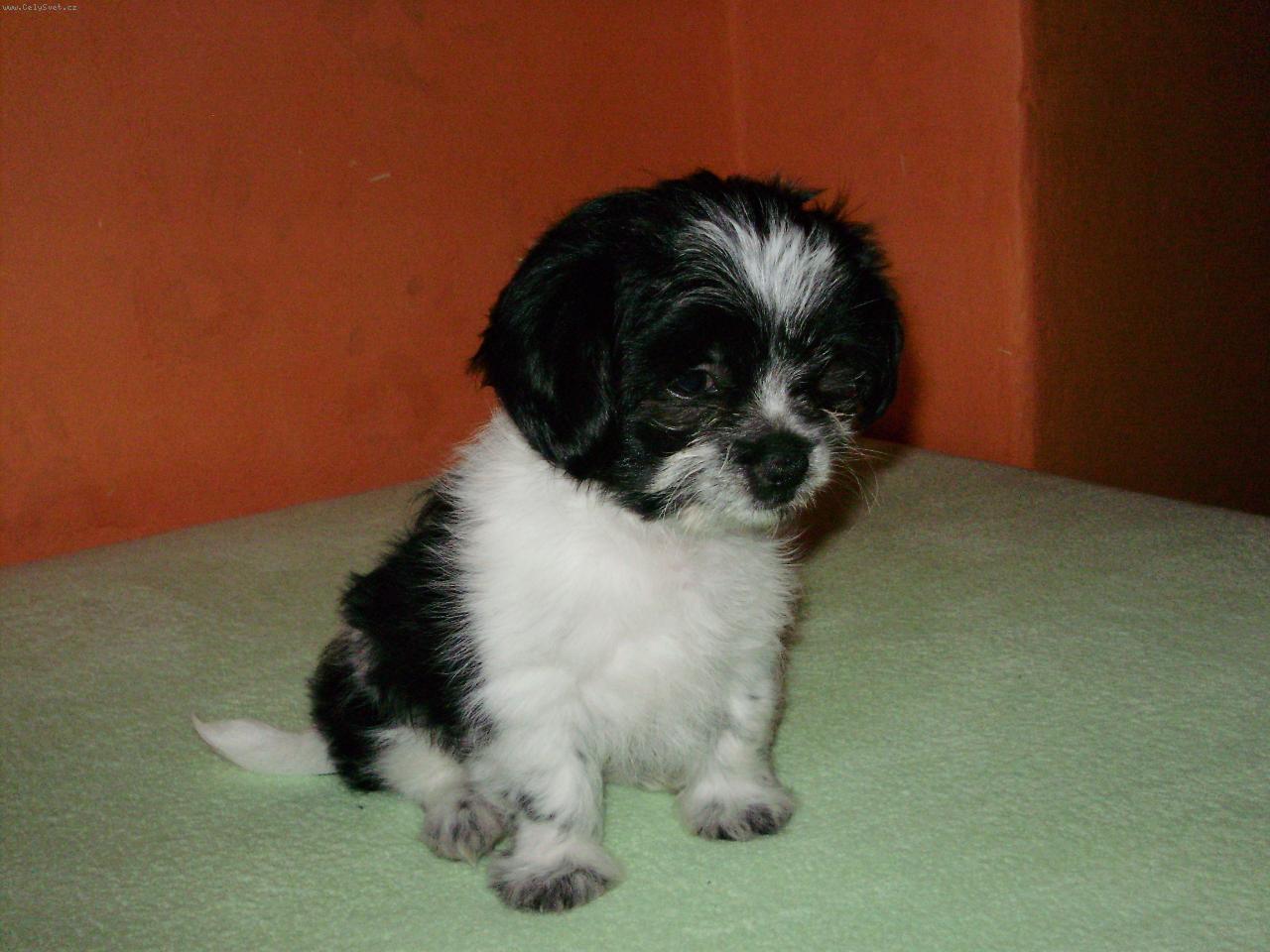 Foto: N� mal� Jack..-Moje prvn� foto..haf!!!