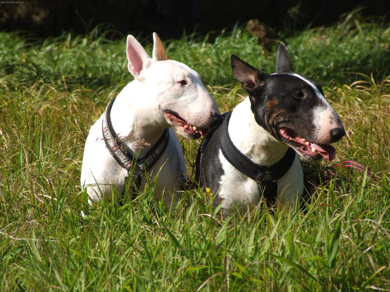 Foto: Dva mu�ket��i-Timothy Leary Hamentashen    Ducky- Dark  Wild F�my