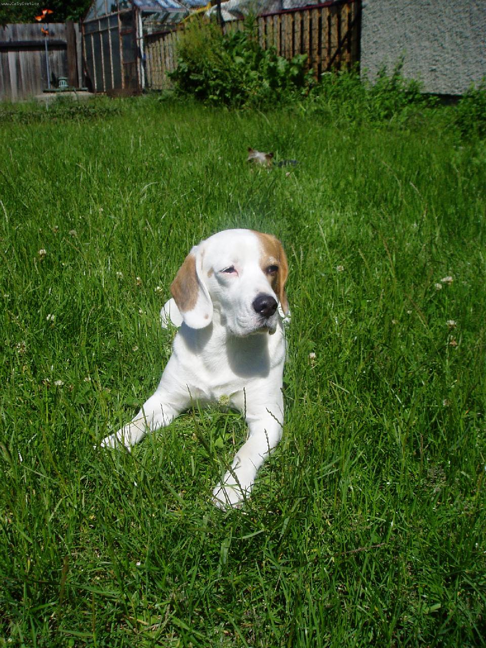 Foto: Picasso se slun�