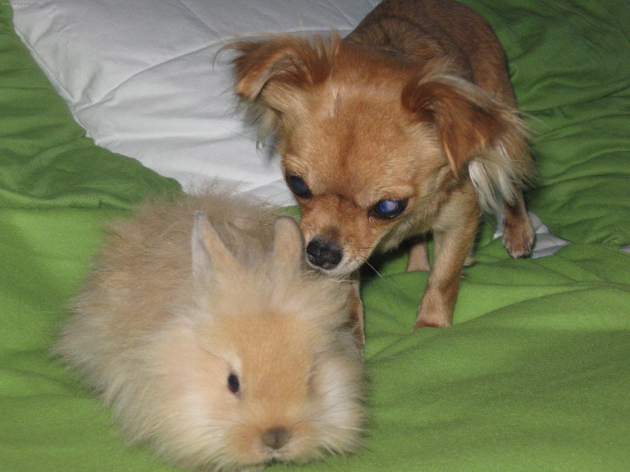 Foto: Am�lka-Hran� Am�lky s kr�lic� Roz�rkou