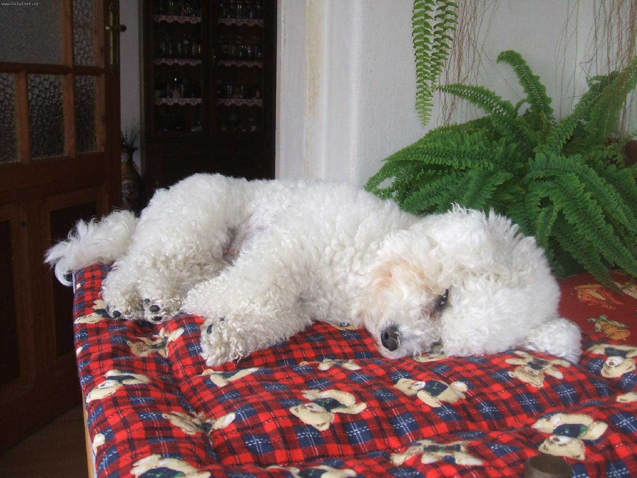 Foto: BUDOUC� MAMINA-T�hulka odpo��v�