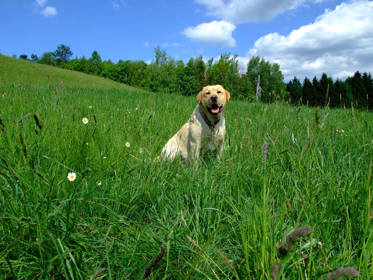 Foto: Labrador Rasty