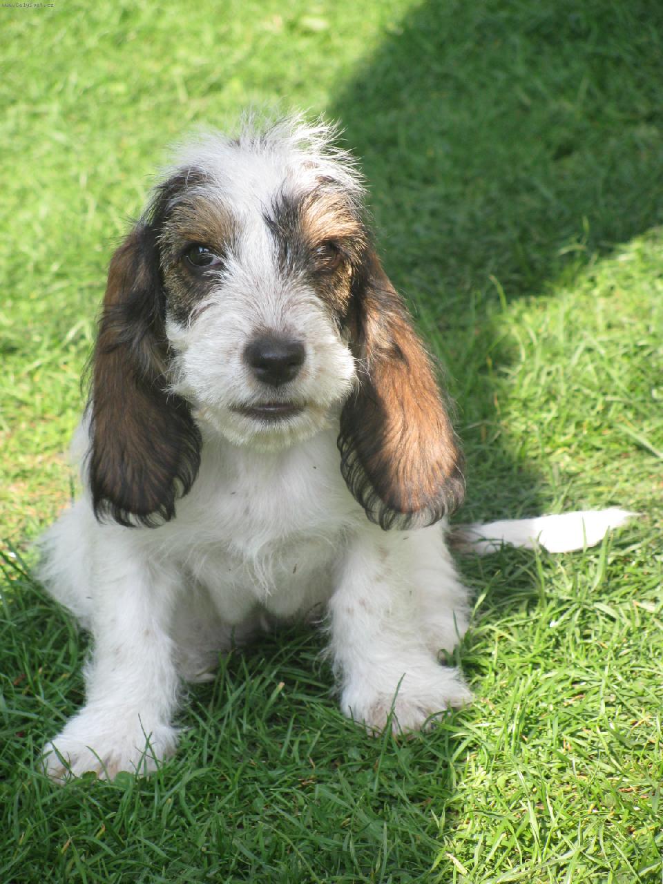 Foto: Bassetka Claudie