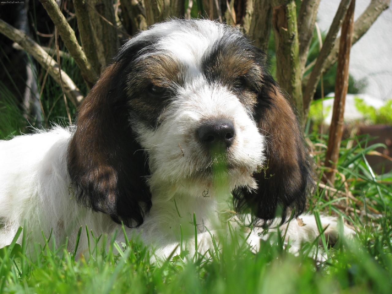 Foto: Bassetka Claudie2