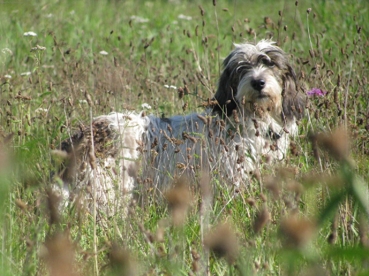 Foto: Bassetka Claudie4-na proch�zce