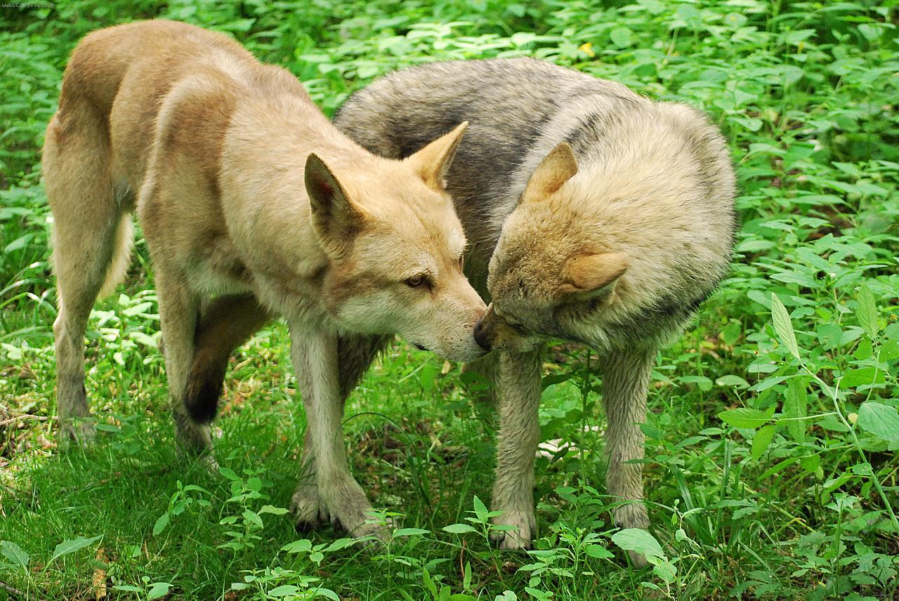 Foto: n�klonost-Wolfsirius Call of the Wild a Djibouty Sun Gifu z Chovatelsk� stanice Miraja