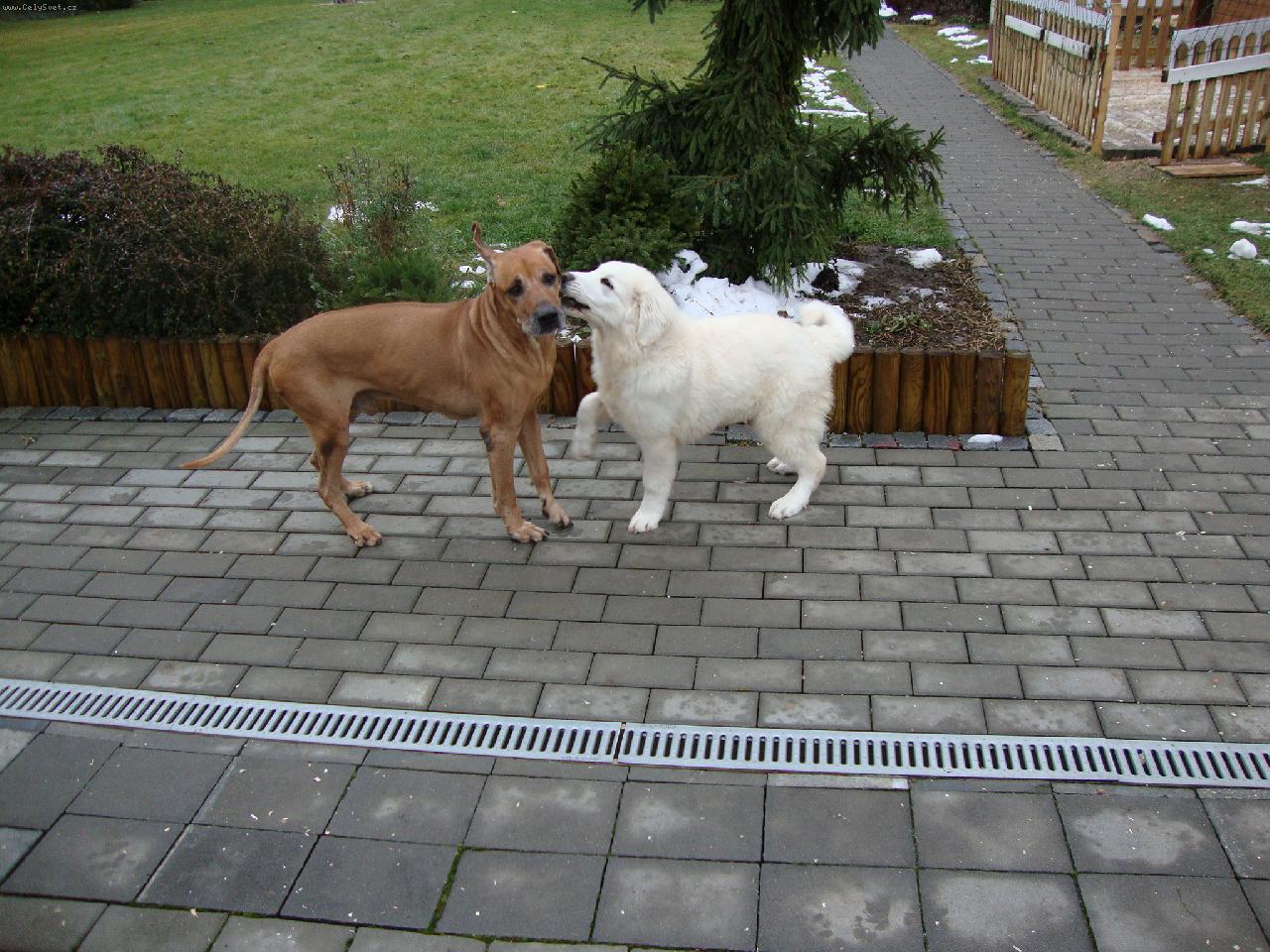 Foto: Andy a Castor/14 let/-Andy 2 m�s�ce a Casper RR skoro 14 let