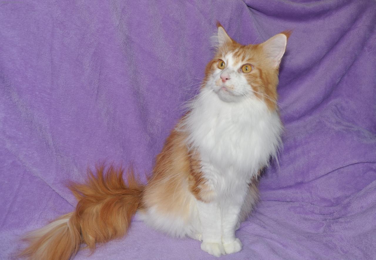 Foto: otec ko��tek-Mansur Sun Maine Treasures