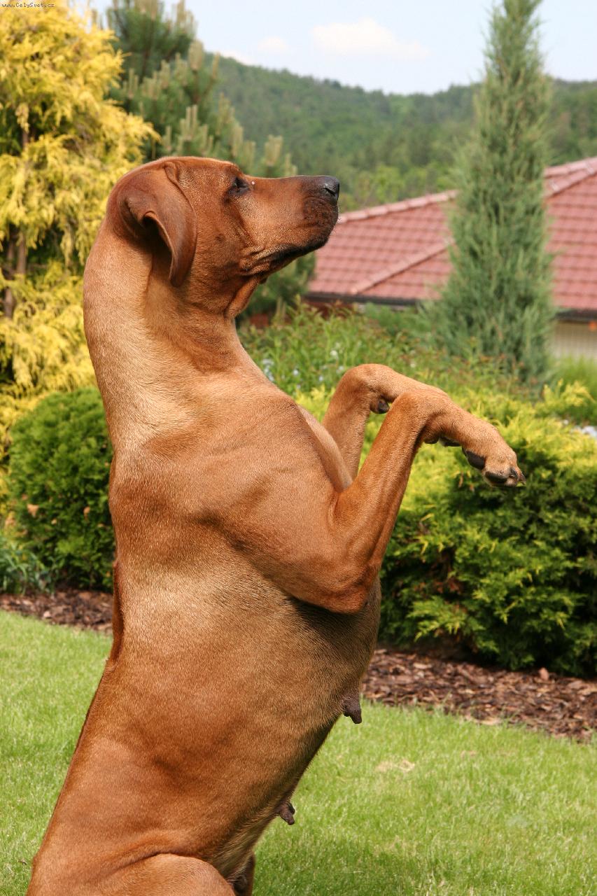 Foto: Bawean od Kov��ovsk� h�rky - Cita-Citu�ka pros� pi�kotek