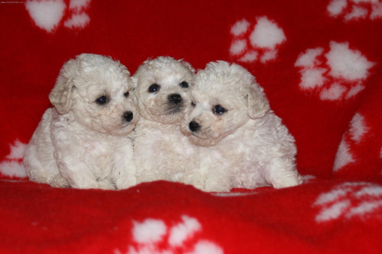 Foto: �t���tka k odb�ru-bi�on�� klu��ci hledaj� nov� p�n��ky na st�lo :-)