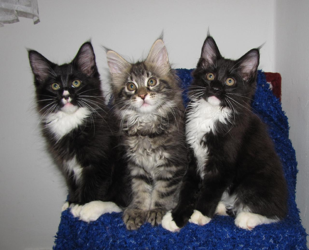 Foto: MAINSK� M�VAL� ko��tka poMezin�rodn�ch �ampionech!