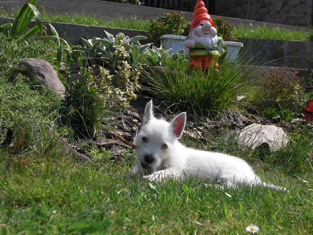 Foto: west�k �rn� 2-n� west�k �rn�sek z ji�nich �ech