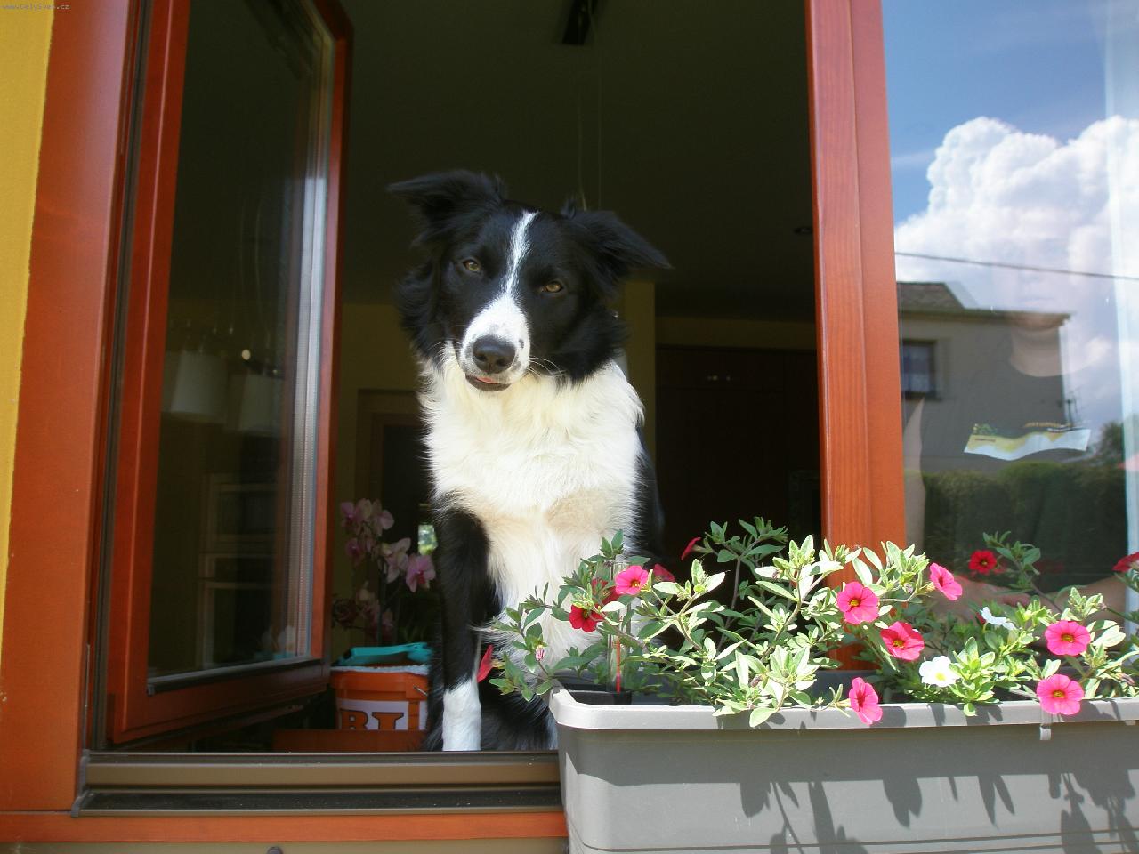 Foto: Betty-zv�dav� Betty