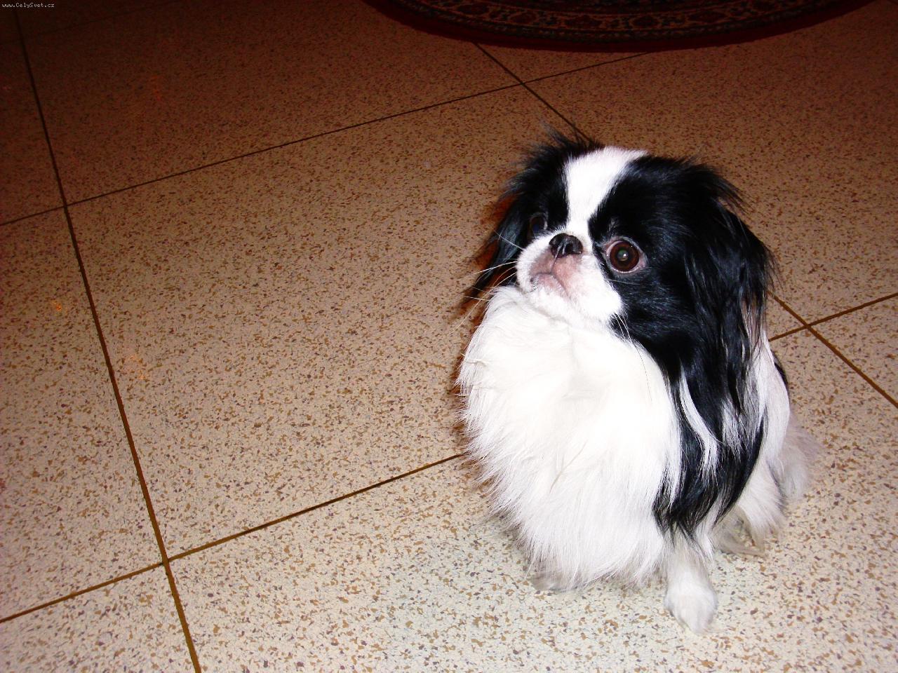 Foto: �iko Chico Untis-�iko v kuchyni