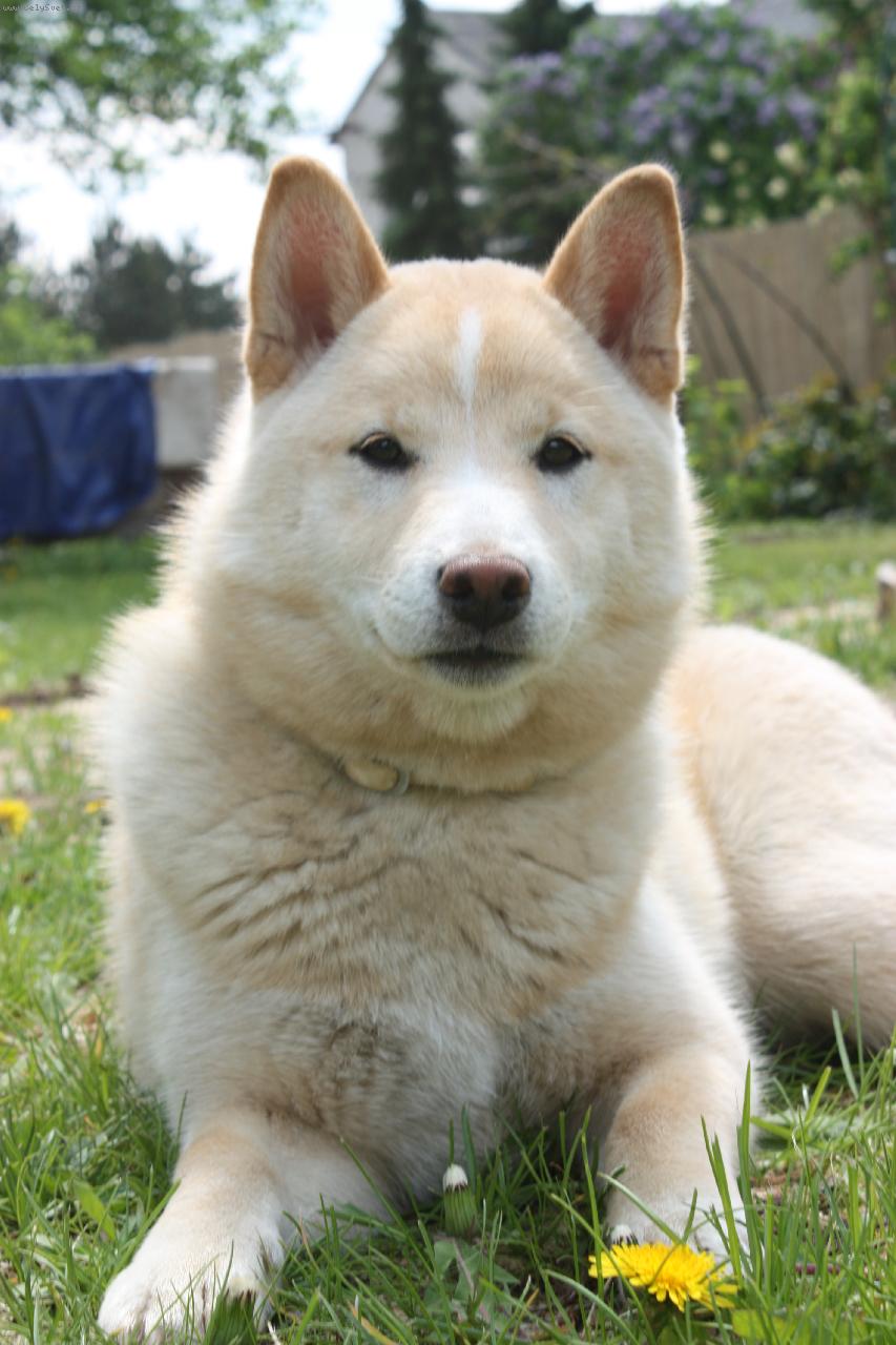Foto: Suki-hodn� sv�tl� shiba